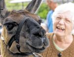 Zutrauen von Mensch und Tier: Helene Kuhlen und Lama Fuego mögen sich auf Anhieb. Fotos: Gerd Schaar